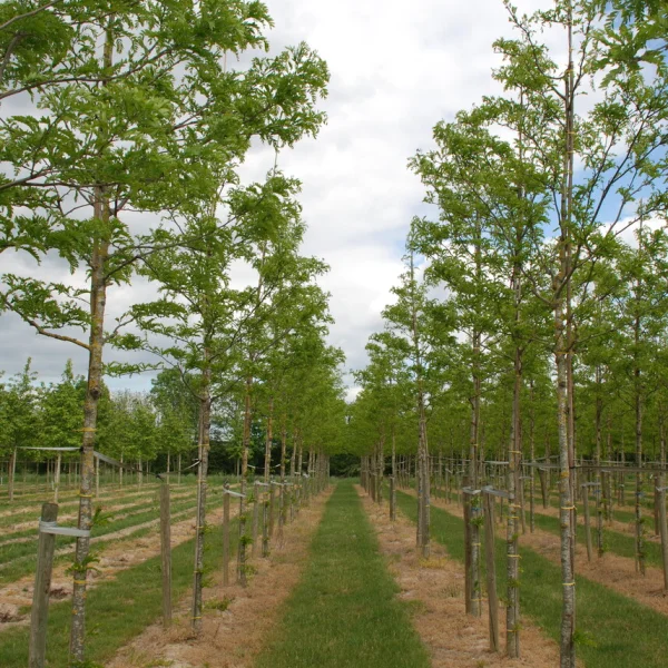 Gleditsia triacanthos STREET KEEPER ('Draves') &ndash; Valse Christusdoorn (cv)