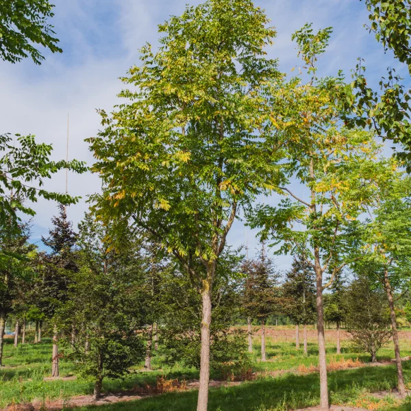 Gymnocladus dioica &ndash; Doodsbeenderenboom