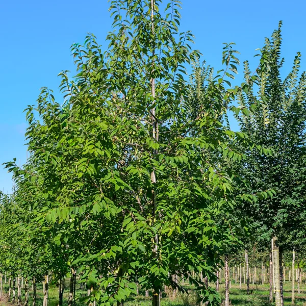Halesia monticola &ndash; Sneeuwklokjesboom