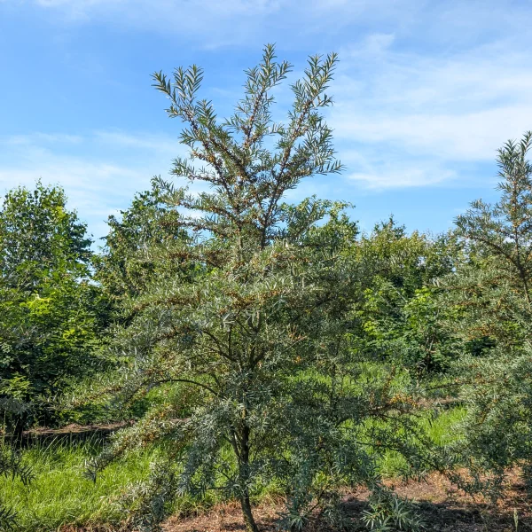 Hippophae rhamnoides 'Leikora' &ndash; Duindoorn (cv)