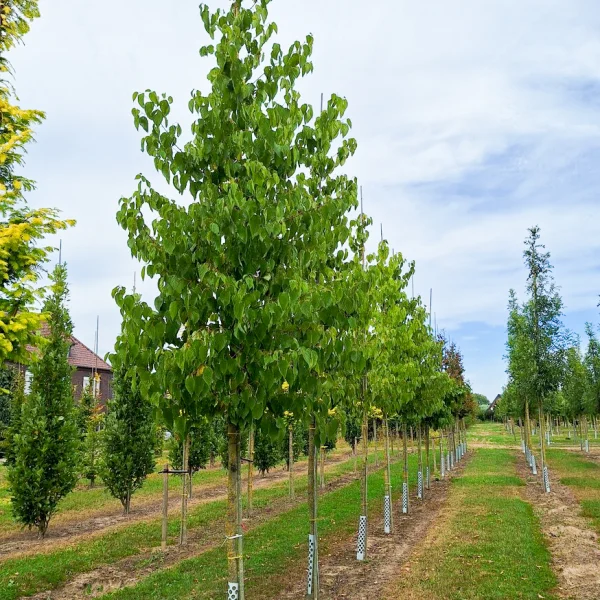 Hovenia dulcis &ndash; Rozijnboom