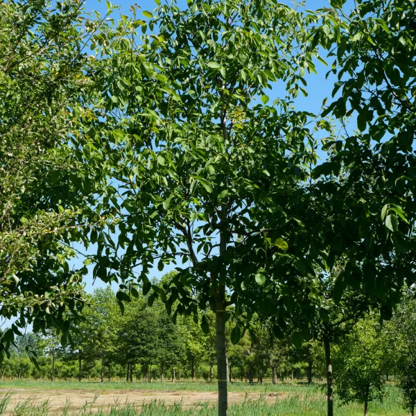 Juglans regia 'Franquette' &ndash; Walnoot (cv)