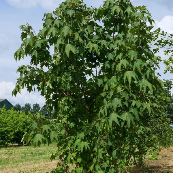 Kalopanax septemlobus &ndash; Stekelboom