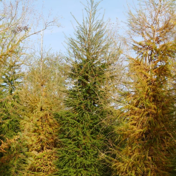 Larix decidua &ndash; Europese lariks