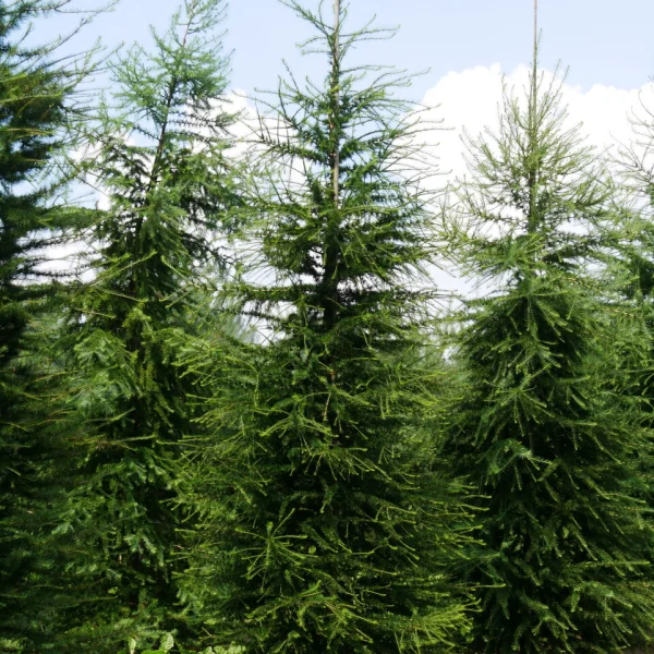 Larix decidua &ndash; Europese lariks