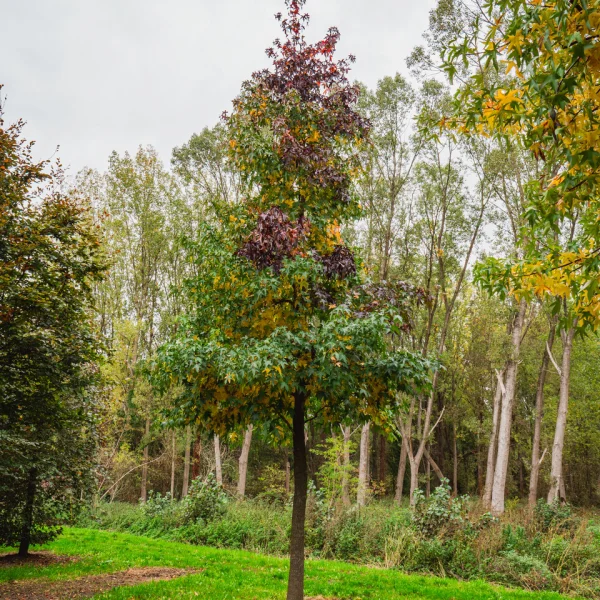 Liquidambar styraciflua – Amberboom