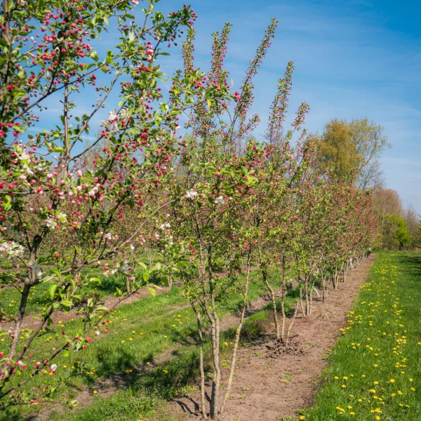 Malus 'Evereste' – Sierappel (cv)