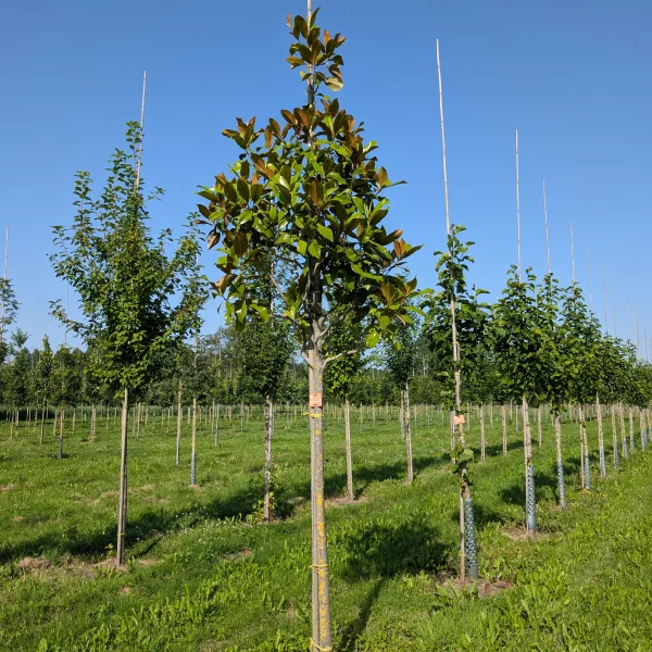Magnolia grandiflora &ndash; Zuidelijke magnolia, Grootbloemige magnolia, Groenblijvende magnolia