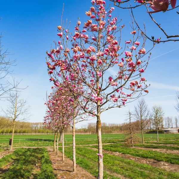 Magnolia 'Spectrum' &ndash; Magnolia (cv)