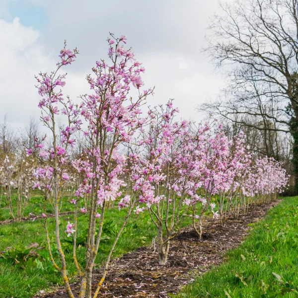 Magnolia stellata 'Rosea' &ndash; Stermagnolia (cv)