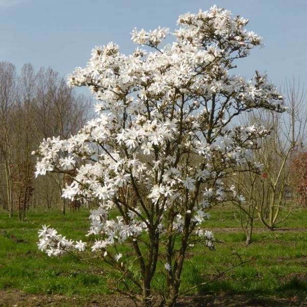 Magnolia stellata &ndash; Stermagnolia
