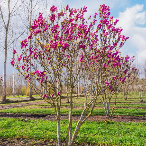 Magnolia 'Susan' &ndash; Magnolia (cv)