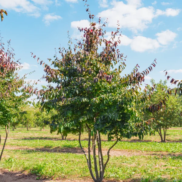 Parrotia persica 'Bella' &ndash; Perzisch ijzerhout (cv)
