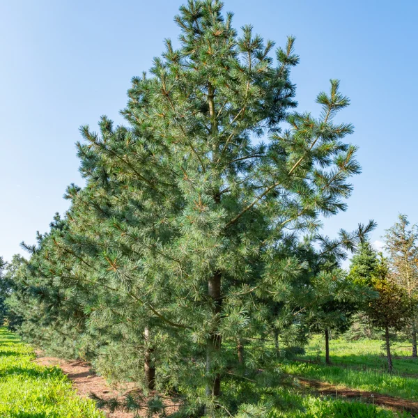 Pinus flexilis 'Vanderwolf's Pyramid'
