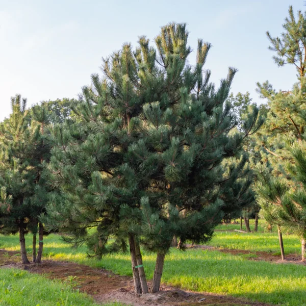 Pinus nigra subsp. nigra &ndash; Zwarte den, Oostenrijkse den