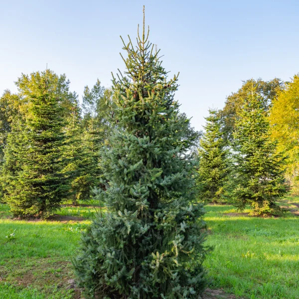 Picea omorika &ndash; Servische spar