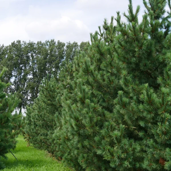 Pinus peuce &ndash; Balkanden