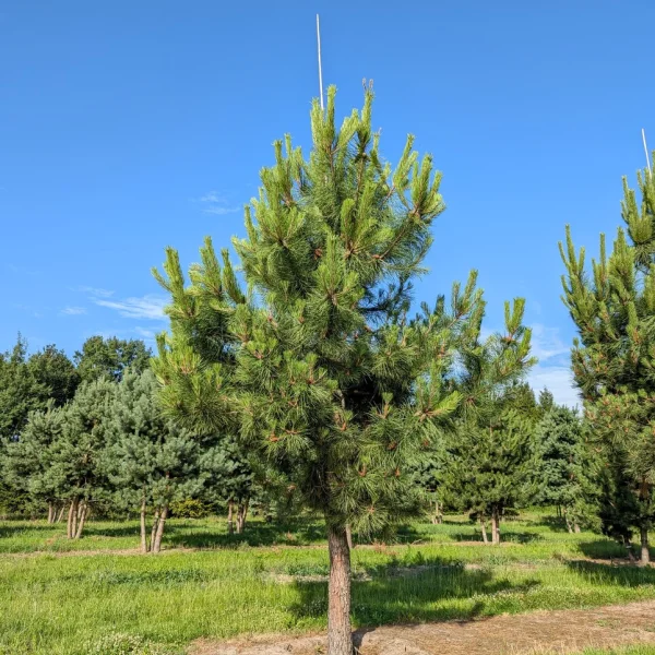 Pinus pinaster &ndash; Zeeden