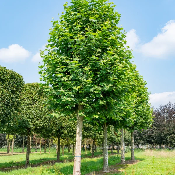 Platanus ×hispanica – Gewone plataan