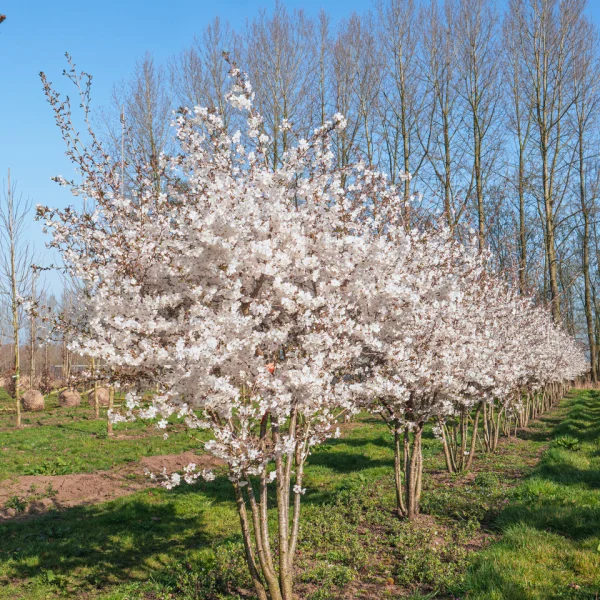 Prunus 'The Bride' – Sierkers (cv)