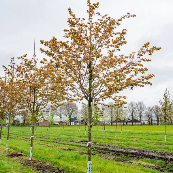 Prunus sargentii 'Charles Sargent' &ndash; Sierkers (cv)