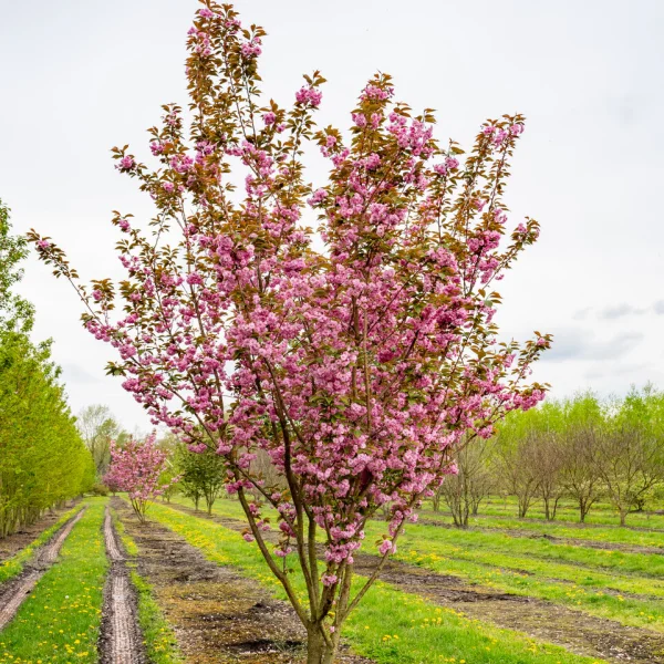 Prunus serrulata 'Kanzan' – Sierkers (cv)