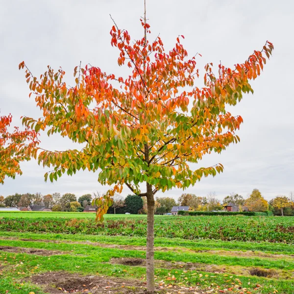 Prunus serrulata 'Taihaku' &ndash; Sierkers (cv)