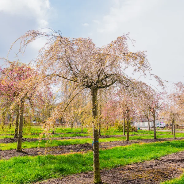 Prunus ×subhirtella 'Pendula' &ndash; Treursierkers (cv)