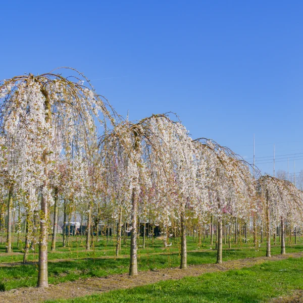 Prunus ×yedoensis 'Shidare-yoshino' &ndash; Treursierkers (cv)