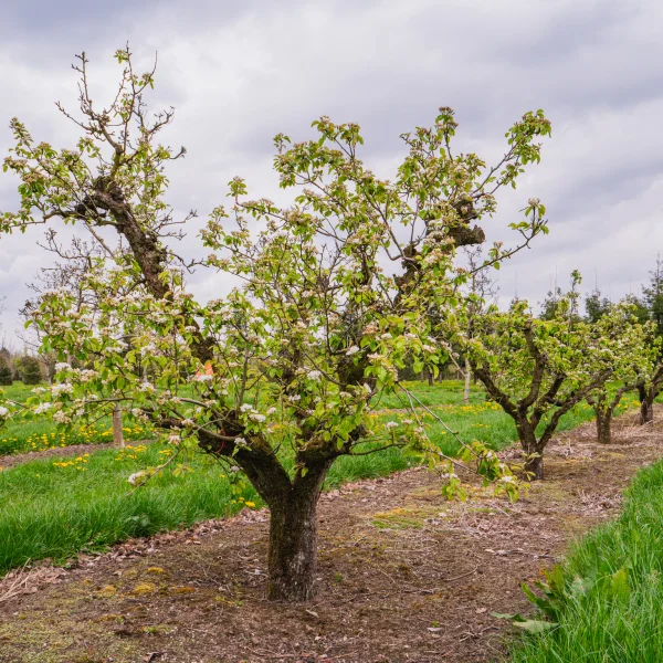 Pyrus communis 'Conference'