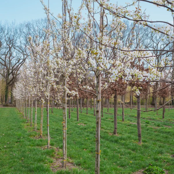 Pyrus sinkiangensis