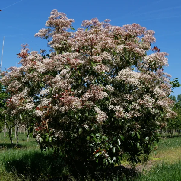 Photinia ×fraseri 'Red Robin'