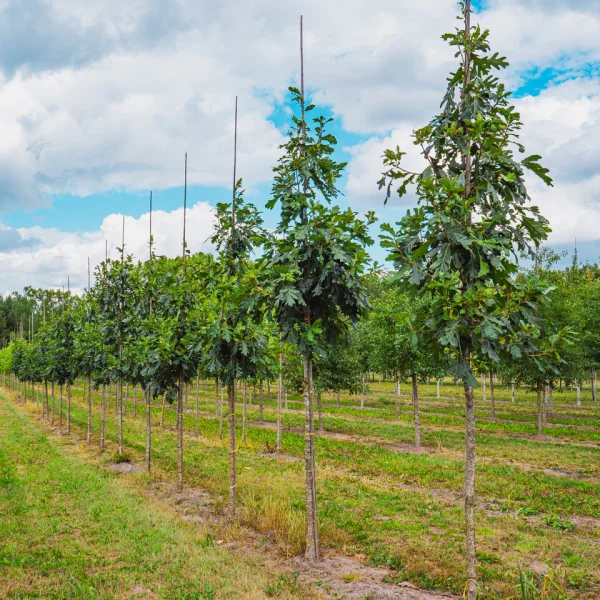 Quercus alba 'Clara' &ndash; Witte eik (cv)
