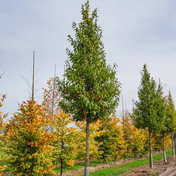 Quercus acutissima &ndash; Gezaagdbladige eik
