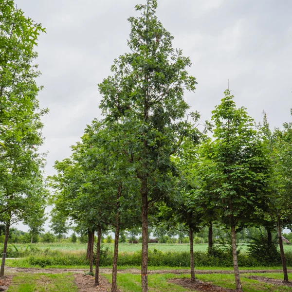 Quercus alba 'Longigemma' &ndash; Witte eik (cv)