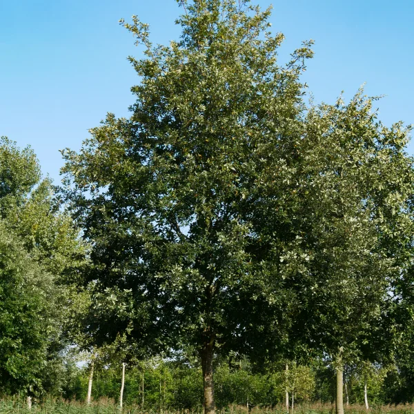 Quercus cerris &ndash; Moseik, Turkse eik