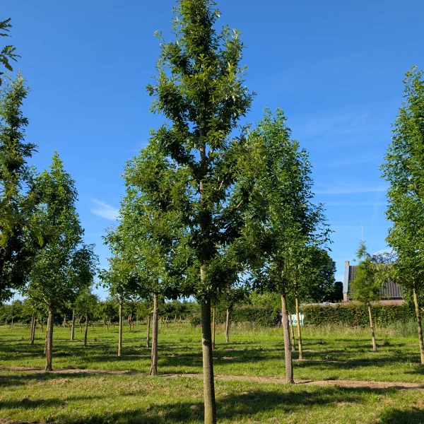 Quercus cerris 'Marvellous' &ndash; Moseik (cv)