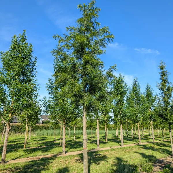 Quercus cerris 'Summer Veil' &ndash; Moseik (cv)