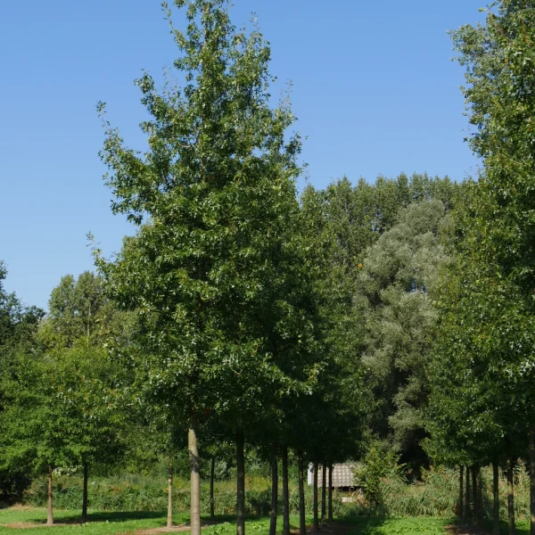 Quercus ellipsoidalis 'Hemelrijk'