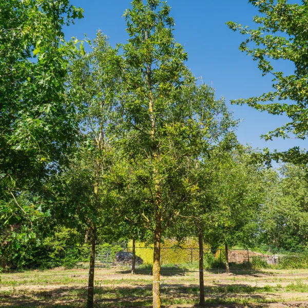 Quercus glandulifera