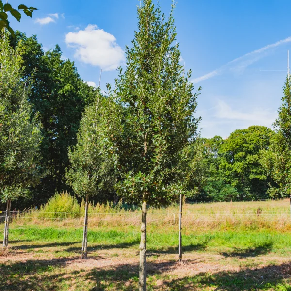 Quercus ×hispanica 'Fulhamensis' &ndash; Spaanse eik (cv)