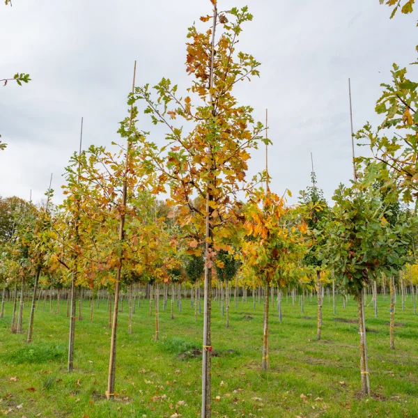 Quercus macrocarpa