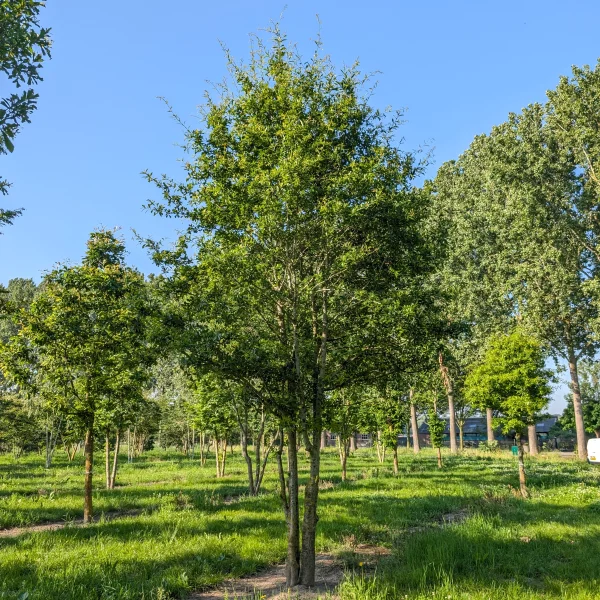 Quercus nigra &ndash; Zwarte eik
