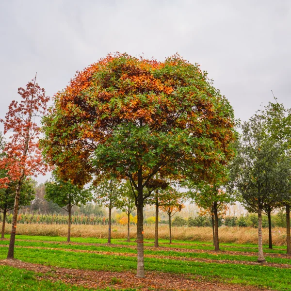 Quercus palustris 'Compacta' &ndash; Bol-moeraseik (cv)