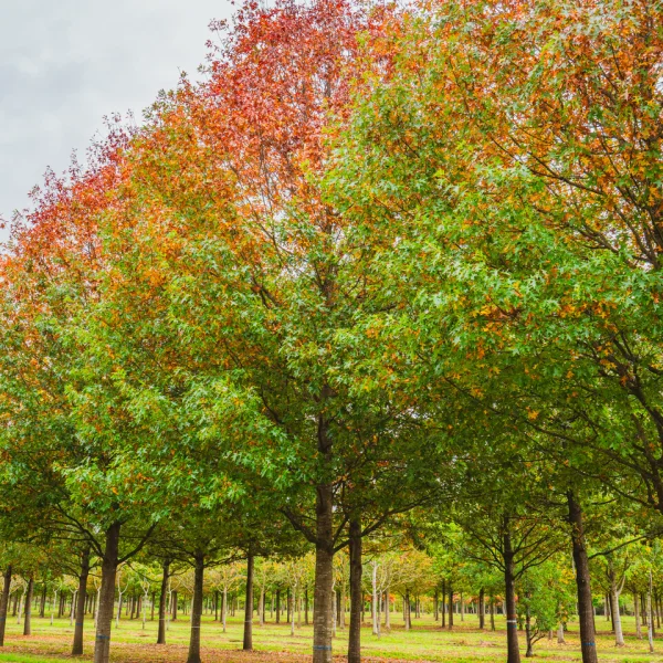 Quercus palustris 'Helmond's Red Globe' &ndash; Moeraseik (cv)