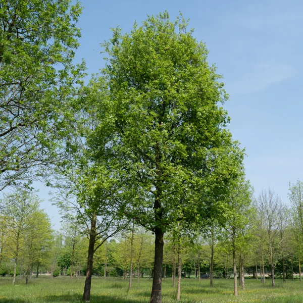 Quercus pubescens &ndash; Zachte eik, Zachtharige eik, Behaarde eik 