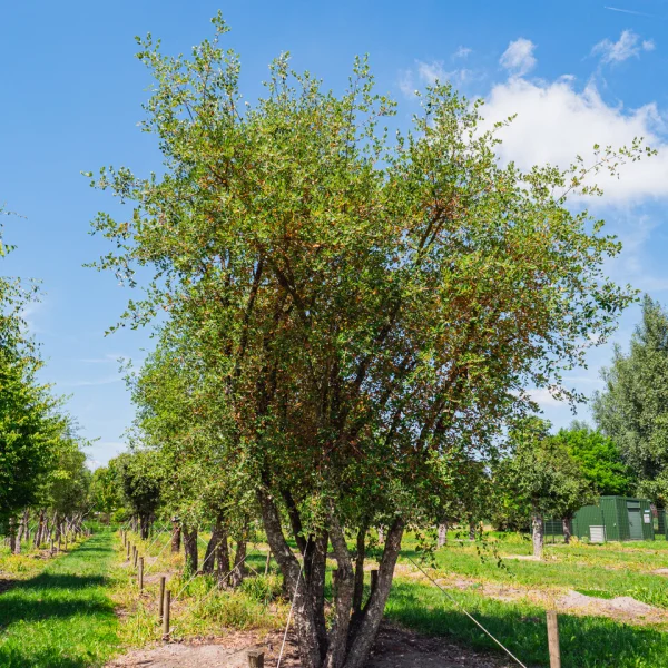 Quercus suber &ndash; Kurkeik