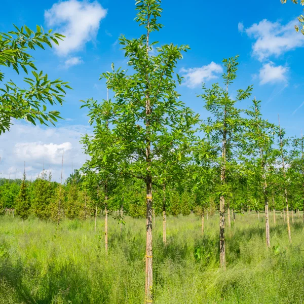 Quercus variabilis &ndash; Chinese kurkeik