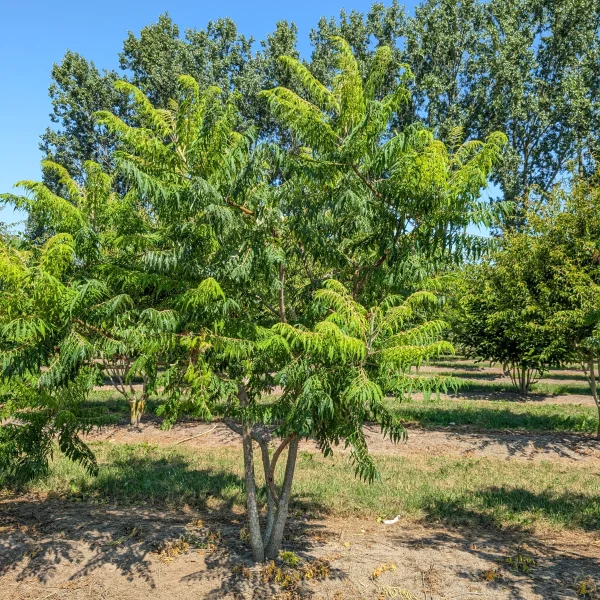 Rhus typhina 'Dissecta' &ndash; Fluweelboom (cv)