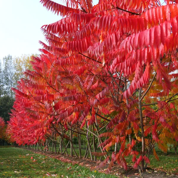 Rhus typhina – Fluweelboom